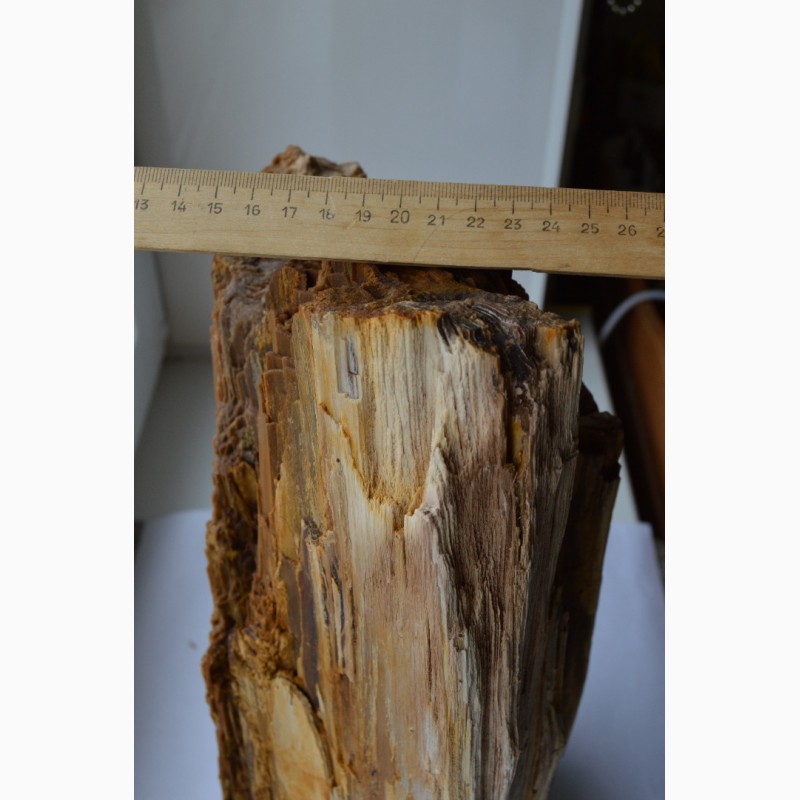 Фото 4. Окаменелое дерево (Кайнозой, Неоген, Миоцен) - 10-12 млн. лет