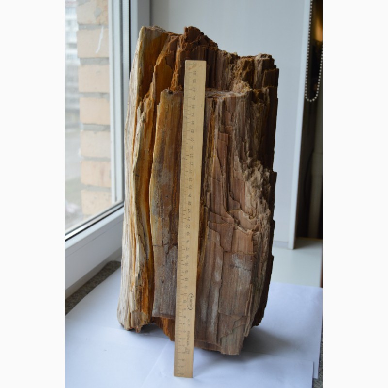 Фото 6. Окаменелое дерево (Кайнозой, Неоген, Миоцен) - 10-12 млн. лет