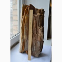 Окаменелое дерево (Кайнозой, Неоген, Миоцен) - 10-12 млн. лет