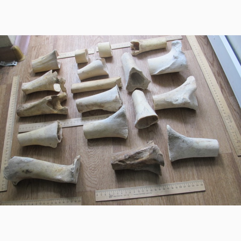 Фото 2. Кости северного оленя, старинные, обработанные, для скульптурных композиций