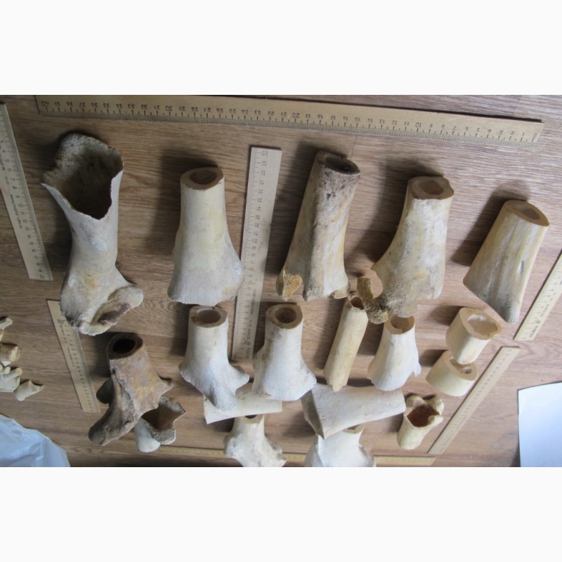 Фото 3. Кости северного оленя, старинные, обработанные, для скульптурных композиций