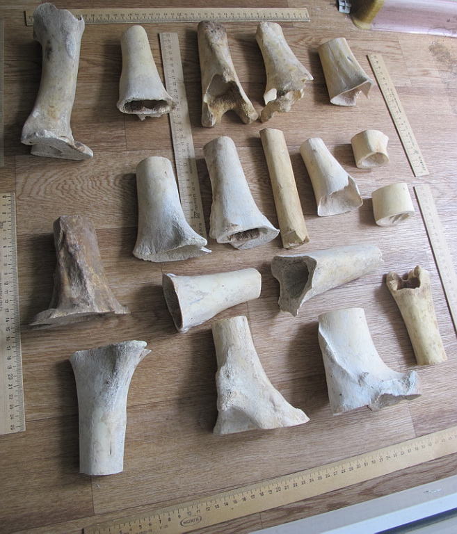 Фото 4. Кости северного оленя, старинные, обработанные, для скульптурных композиций