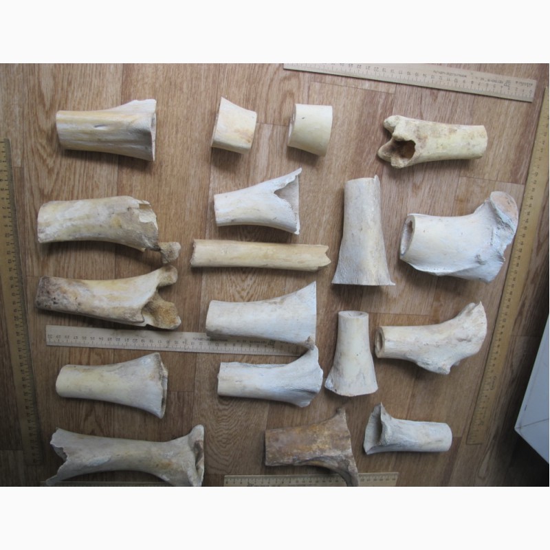 Фото 5. Кости северного оленя, старинные, обработанные, для скульптурных композиций