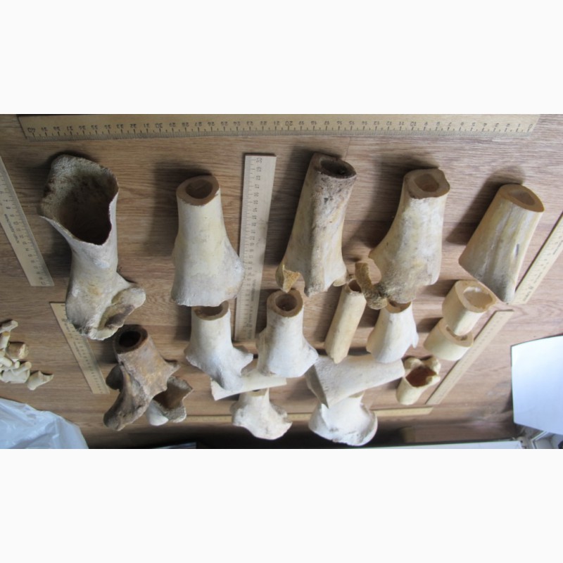 Фото 6. Кости северного оленя, старинные, обработанные, для скульптурных композиций