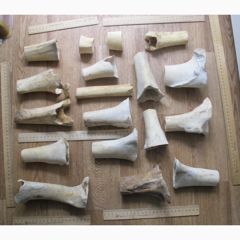 Фото 7. Кости северного оленя, старинные, обработанные, для скульптурных композиций