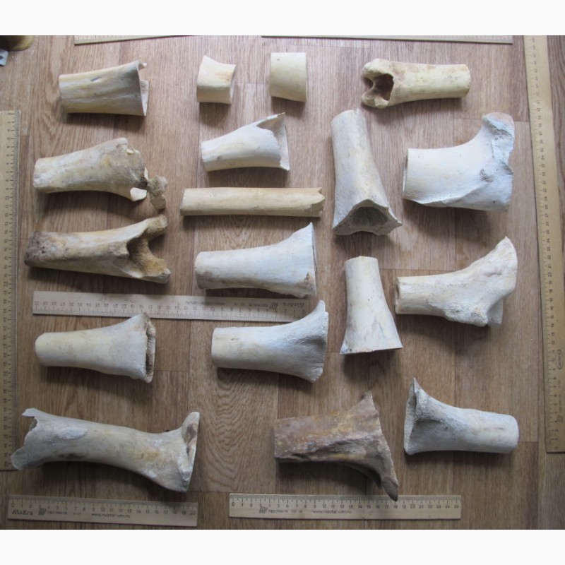 Фото 8. Кости северного оленя, старинные, обработанные, для скульптурных композиций
