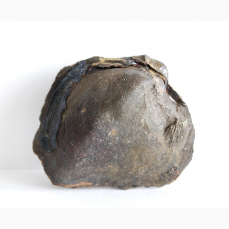 Фото 11. Кристаллы вивианита, псиломелан в полости ископаемой раковины в железной руде