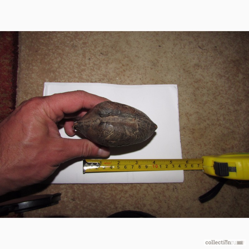 Фото 2. Продам древнюю морскую окаменелую ракушку