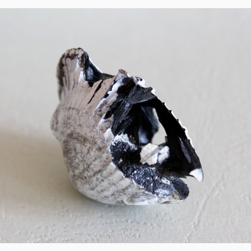 Фото 10. Кристаллы вивианита, псиломелан в раковине двустворчатого моллюска