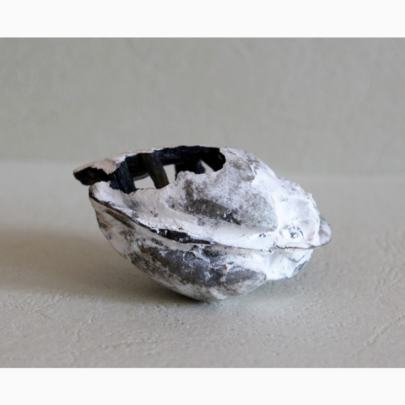 Фото 12. Кристаллы вивианита, псиломелан в раковине двустворчатого моллюска
