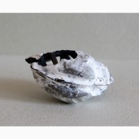 Кристаллы вивианита, псиломелан в раковине двустворчатого моллюска
