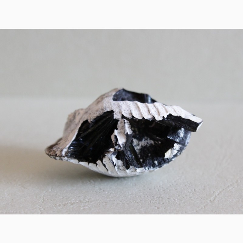 Фото 3. Кристаллы вивианита, псиломелан в раковине двустворчатого моллюска