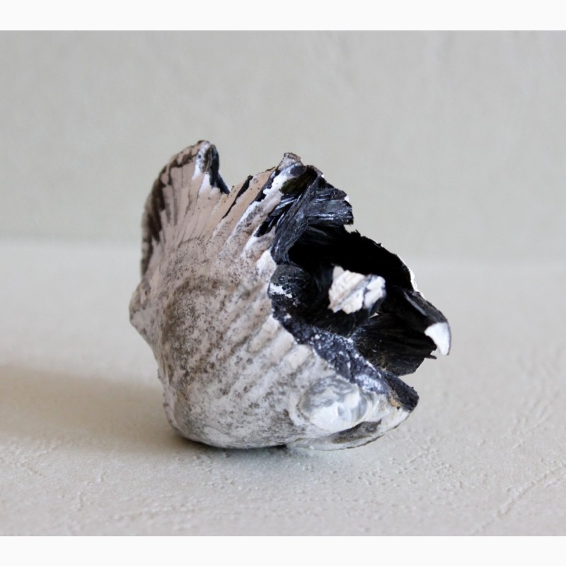 Фото 8. Кристаллы вивианита, псиломелан в раковине двустворчатого моллюска