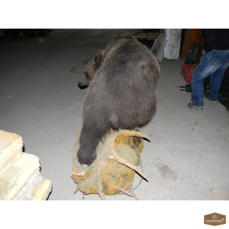 Фото 3. Чучело медведя