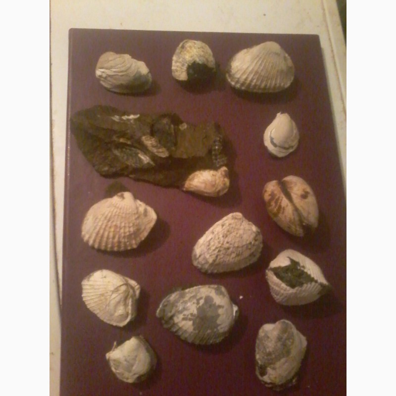 Фото 2. Продам коллекцию окаменелостей 80 предметов