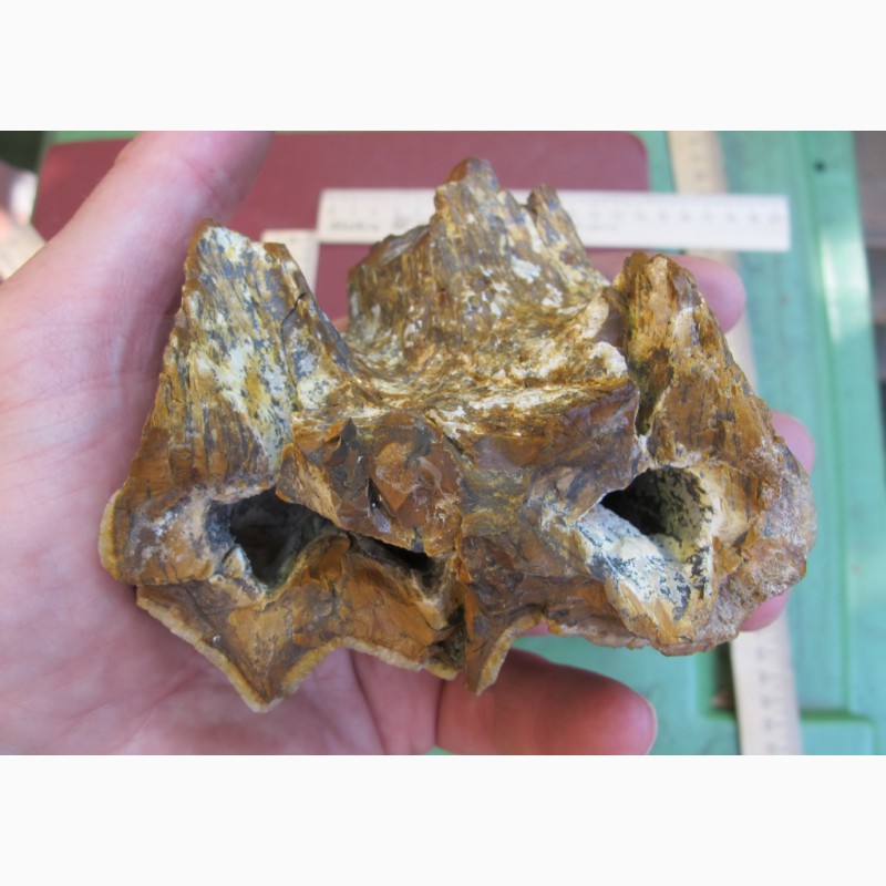 Фото 5. Окаменелый зуб бронтозавра