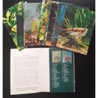 Продам набор открыток Пестрый мир аквариума 1980 г