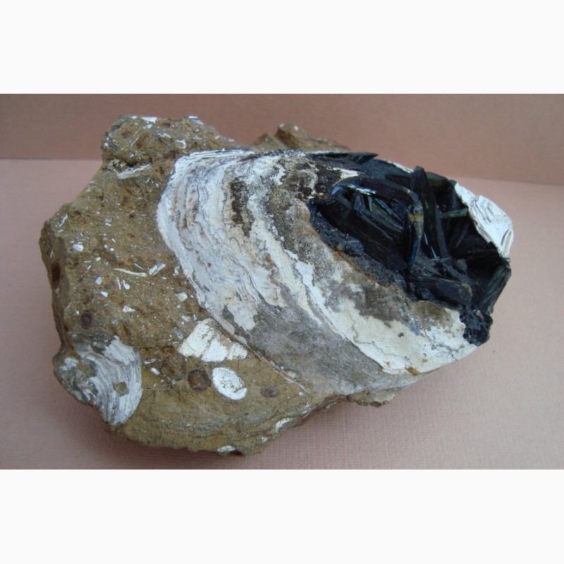 Фото 11. Керченит, гётит в ископаемой раковине, крупный образец