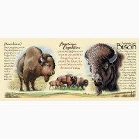 Кружка керамическая American Bison (American Expedition)