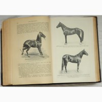 Книга Кони, мои кони, царская Россия