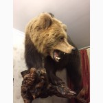 Чучело медведя