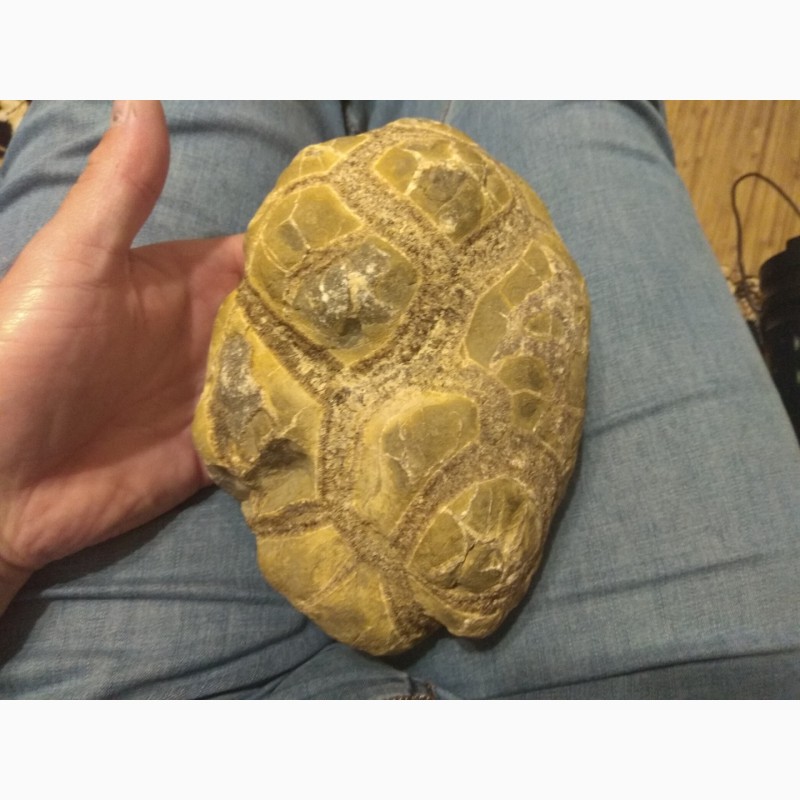 Фото 5. Продам каменную черепаху