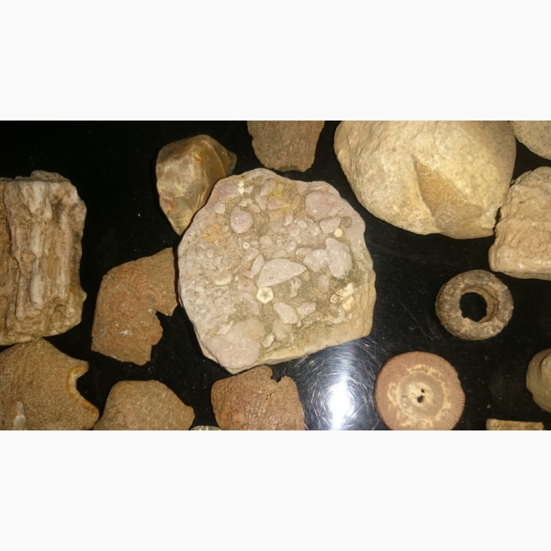 Фото 2. Продам маленькую коллекцию окаменелостей