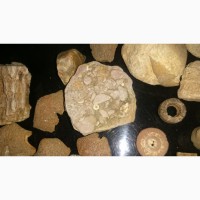 Продам маленькую коллекцию окаменелостей
