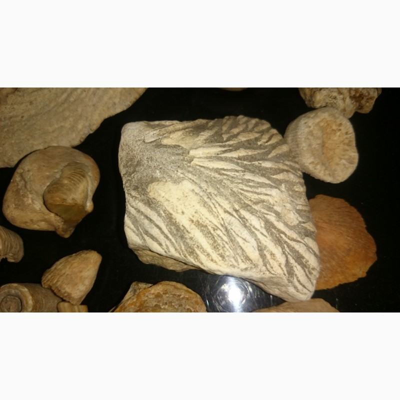 Фото 3. Продам маленькую коллекцию окаменелостей