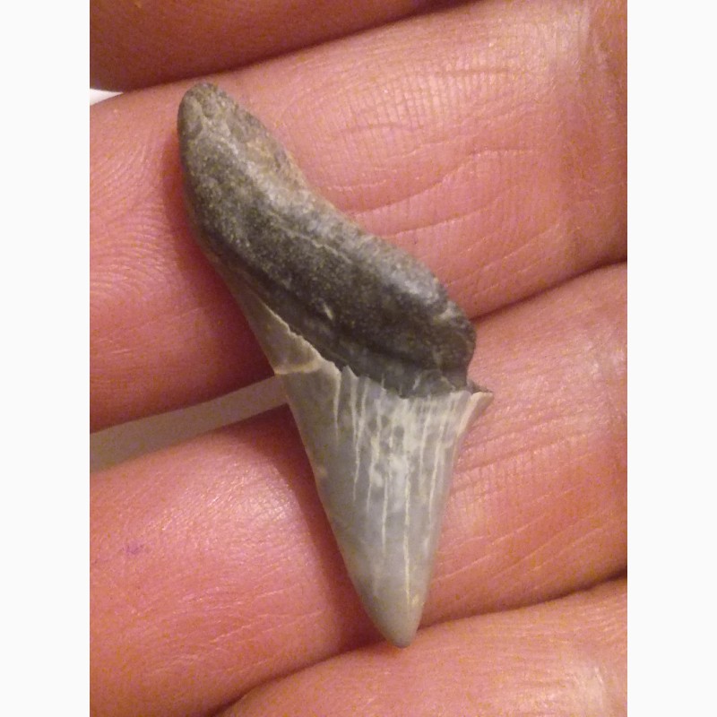 Фото 3. Продам зуб древней акулы