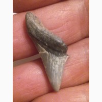 Продам зуб древней акулы