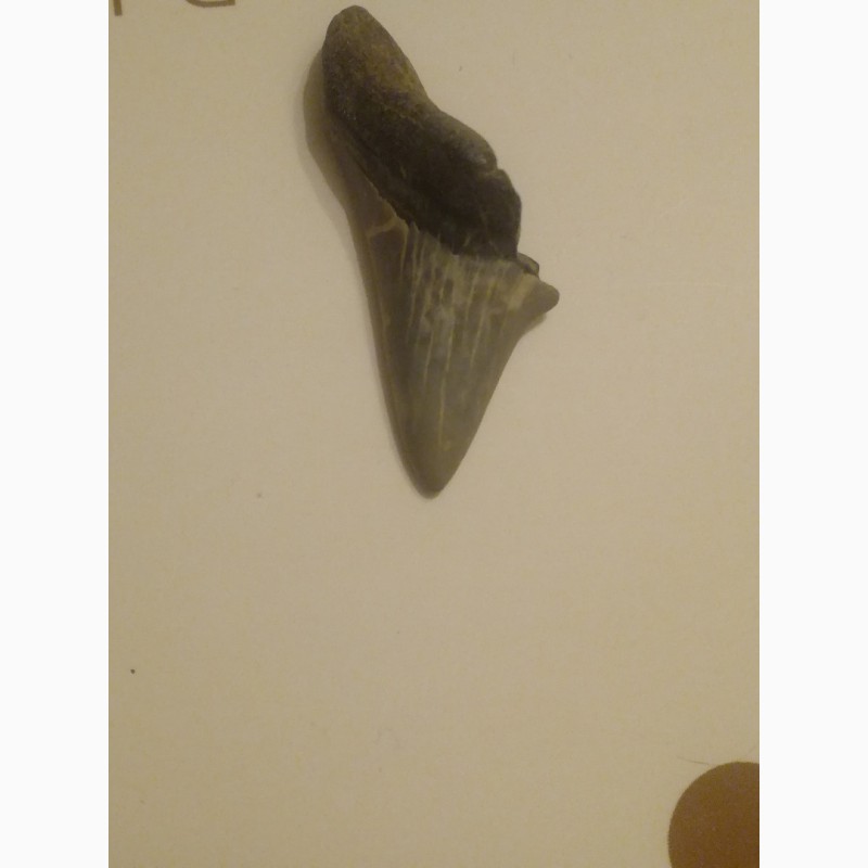 Фото 5. Продам зуб древней акулы