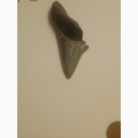 Продам зуб древней акулы