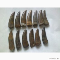 Продам окаменелости: зубы, кости различные окаменелости