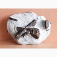 Ставролит, двойниковый и одиночные кристаллы в слюдистом сланце