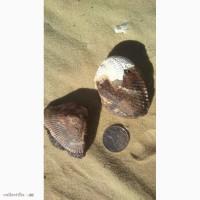 Окаменелости морских моллюсков