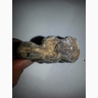 Зубы ископаемого животного