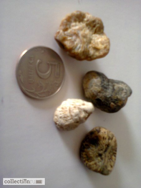 Фото 2. Продам окаменелости обломки брахиопод и одиночных кораллов возраст палеозой