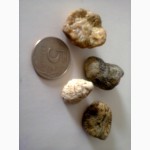 Продам окаменелости обломки брахиопод и одиночных кораллов возраст палеозой