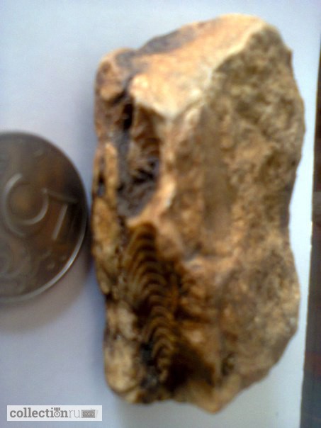 Фото 3. Продам окаменелости обломки брахиопод и одиночных кораллов возраст палеозой