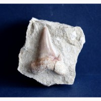 Зуб ископаемой акулы Otodus obliquus в породе