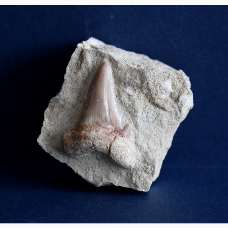 Фото 2. Зуб ископаемой акулы Otodus obliquus в породе