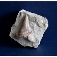 Зуб ископаемой акулы Otodus obliquus в породе