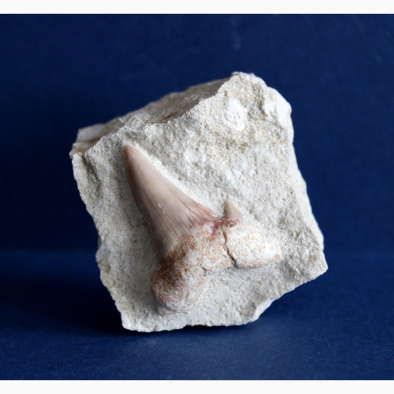 Фото 3. Зуб ископаемой акулы Otodus obliquus в породе