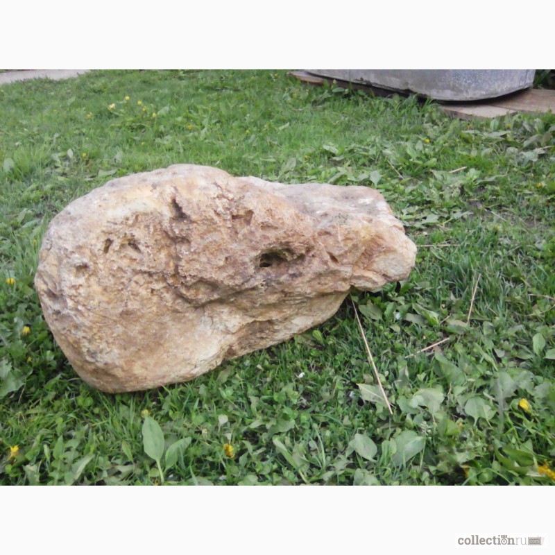 Фото 3. Продам окаменелость головы детеныша трицератопса